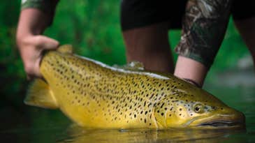 The Top 10 Spots to Catch a Trophy Brown Trout