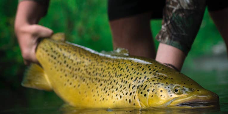 The Top 10 Spots to Catch a Trophy Brown Trout