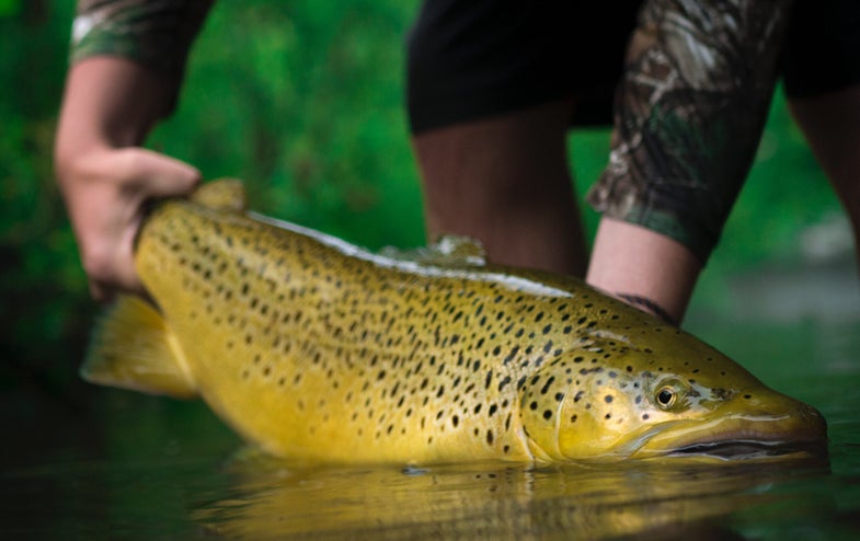An angler releases a healthy brown trout. 