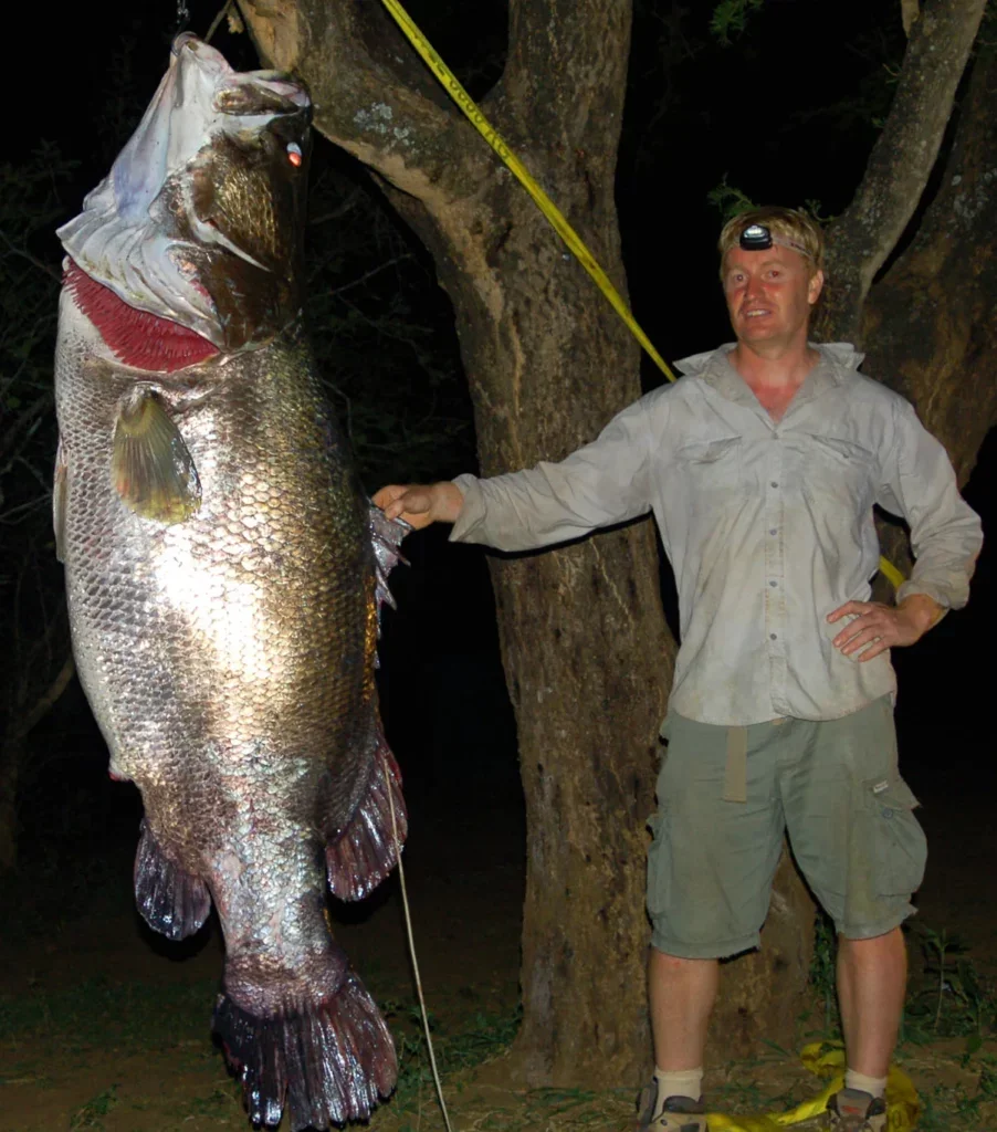 man with large Nile perch