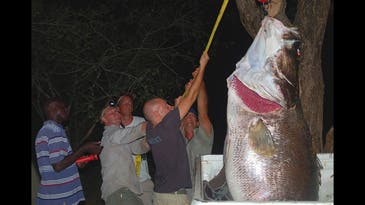 Man vs. Crocodile vs. Giant Nile Perch: A Classic African Fishing Adventure