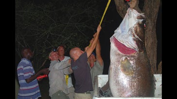 Man vs. Crocodile vs. Giant Nile Perch: A Classic African Fishing Adventure