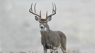 50 Expert Tips for Hunting the Whitetail Rut