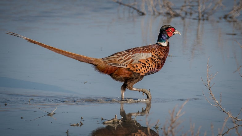 Think you can corral pheasants with a transistor radio? 
