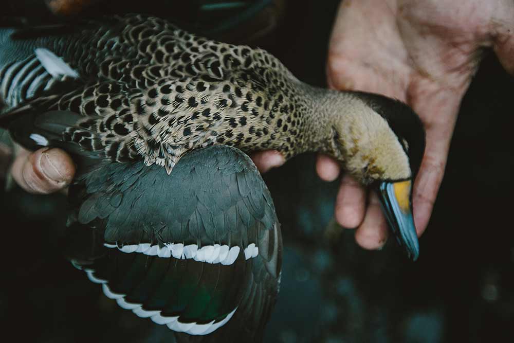 silver teal