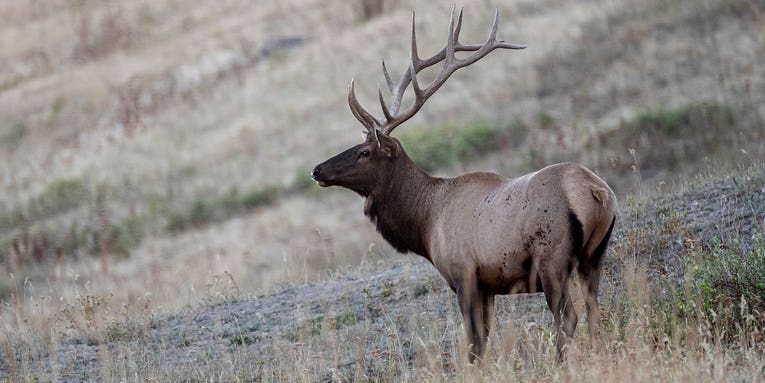 A Spot-and-Stalk Post-Rut Bull Elk in Colorado