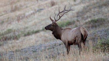 A Spot-and-Stalk Post-Rut Bull Elk in Colorado