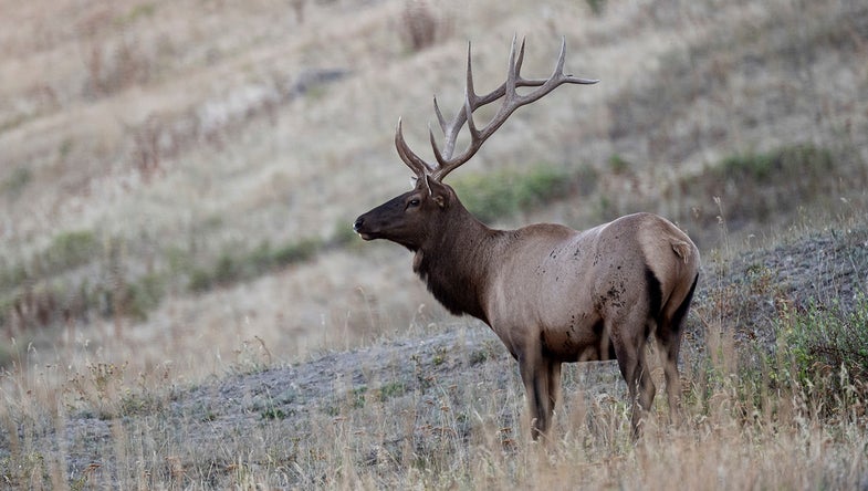 photo of bull elk