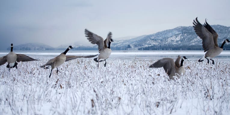 How to Fill a Limit on the Last Day of Goose Season