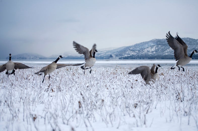 Canadian Geese in winter. South Lake Tahoe, CA