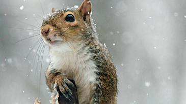 Small Game: Late-Season Squirrel Hunting Tips
