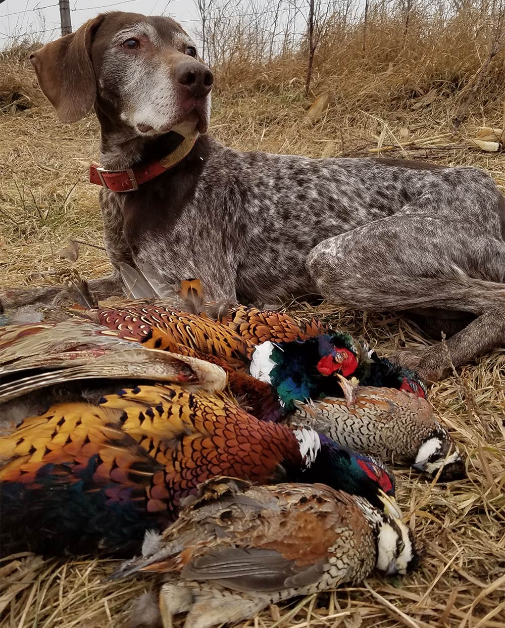 hunting dog next to quail and pheasant