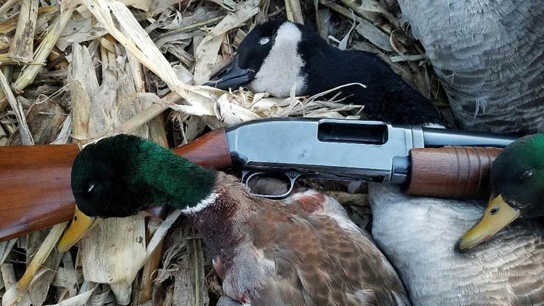 green headed mallard duck laying beside winchester model 12 shotgun