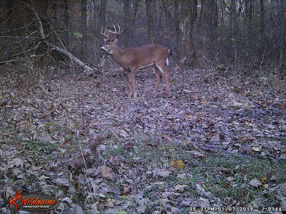 trail camera photo of a 10 point buck