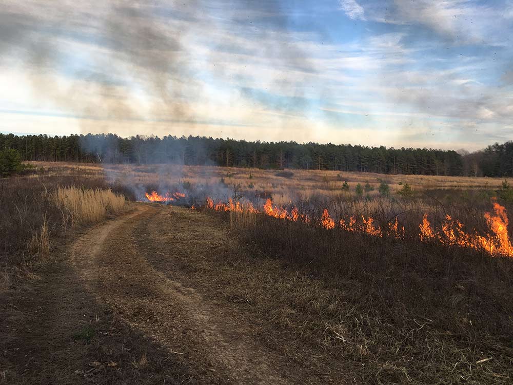 a controlled burn of a deer hunting food plot