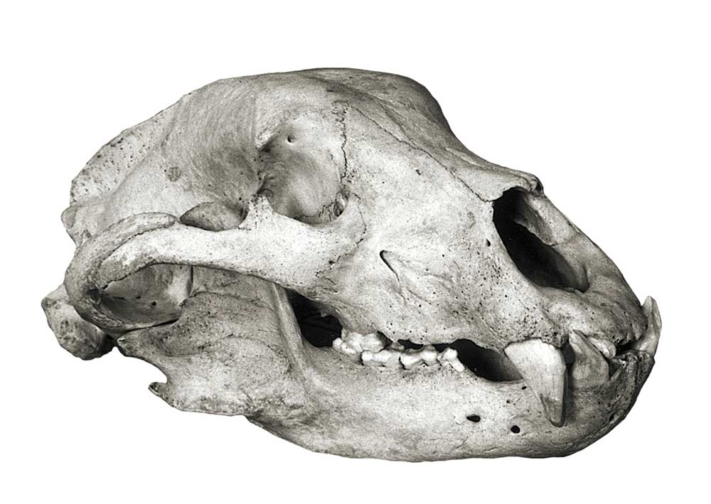 Black Bear skull world record