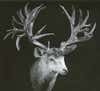 Nontypical Mule Deer world record