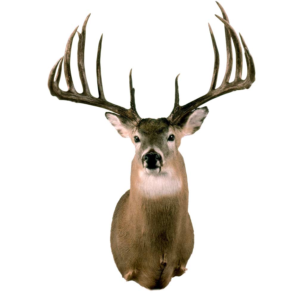 Typical Whitetail Deer world record
