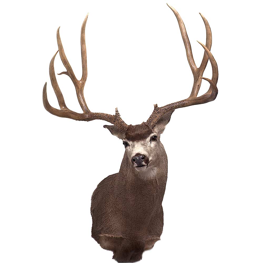 Typical Mule Deer world record