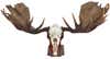 Alaska Yukon Moose world record