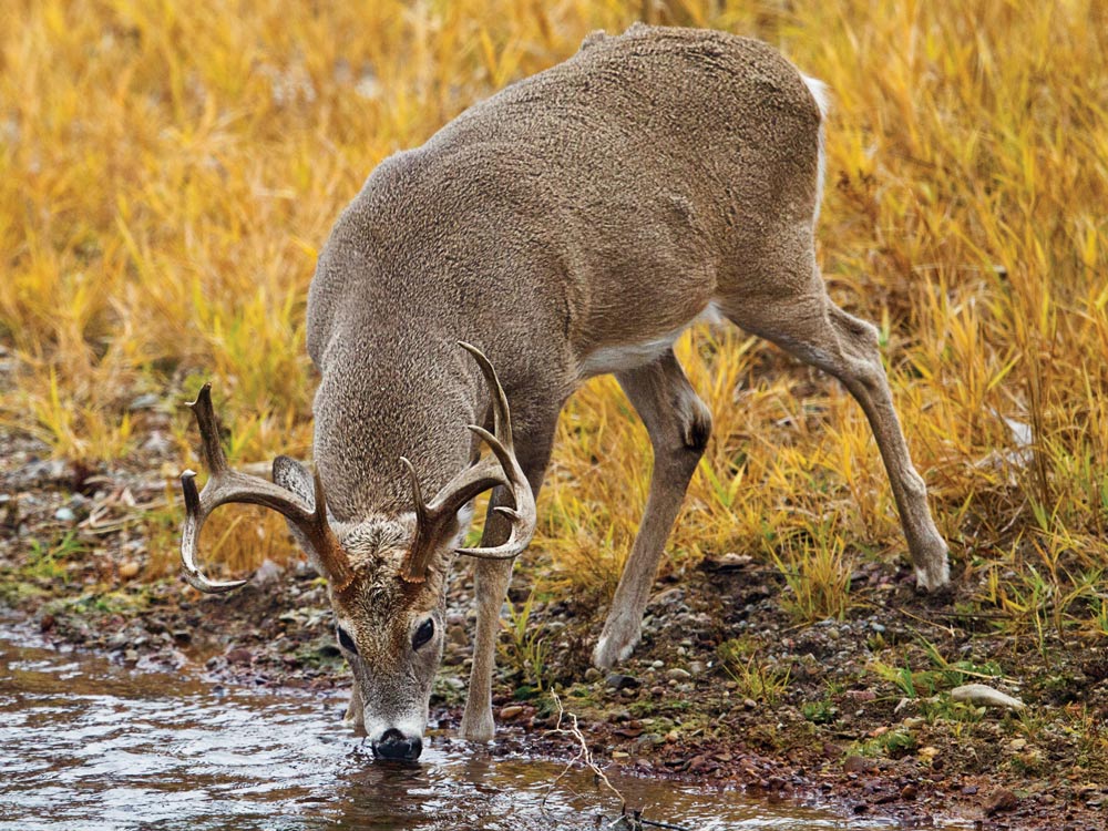 Buck drinking from a stream