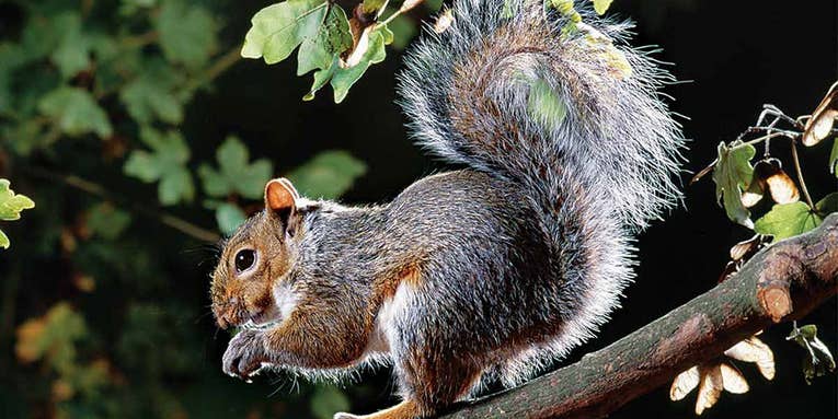 How to Kill a Limit of Squirrels in August