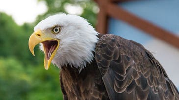 Videos Show Bald Eagles Preying on Domestic Cats