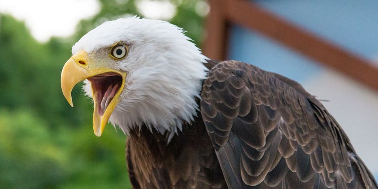 Videos Show Bald Eagles Preying on Domestic Cats