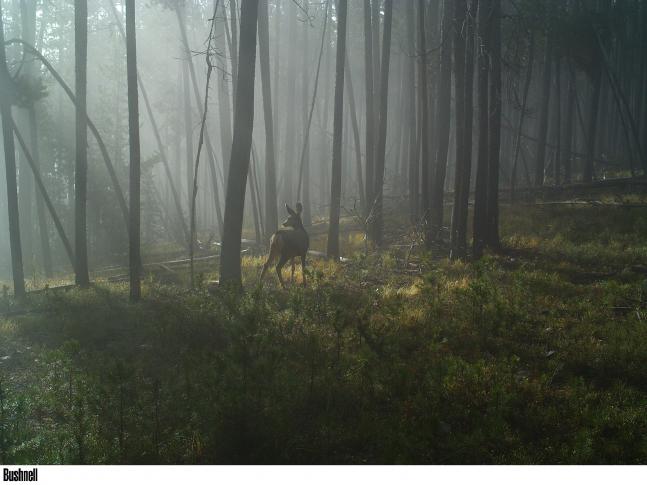 This is almost an artistic photo from our trail camera last summer. This doe looks like she is either posing for the picture or looking into the distant fog for a lost fawn perhaps.