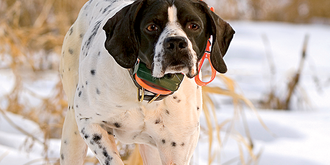 How to Protect Your Bird Dog From the Cold