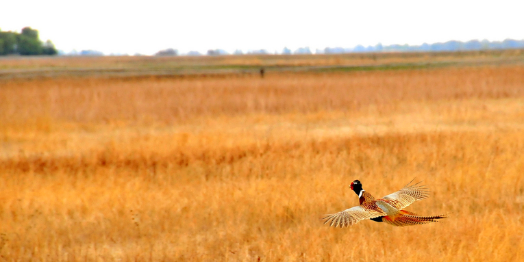 The Last Pheasant Hunt on a Favorite Farm