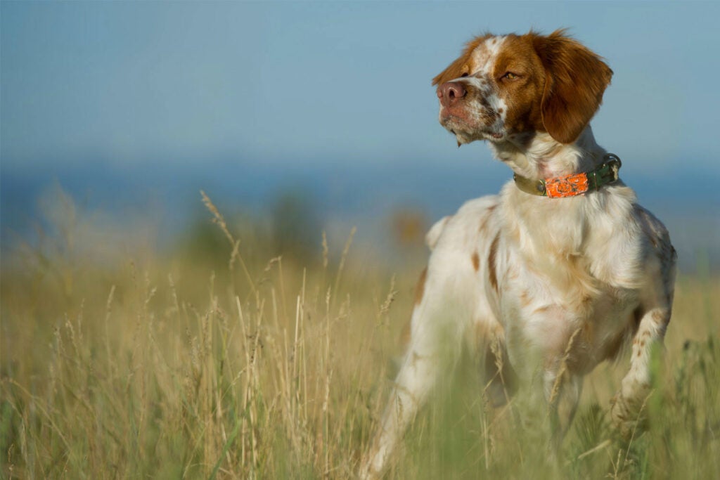 best hunting dogs