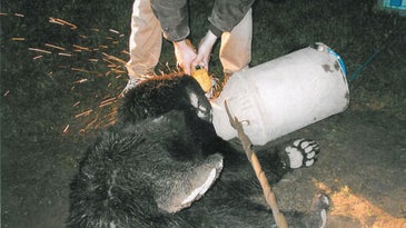 Black Bear’s Head Gets Stuck In A Milk Jug