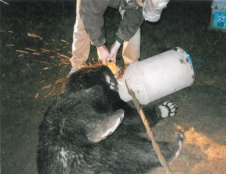Somehow, they were able to work on the milk can without disturbing the drugged bear.