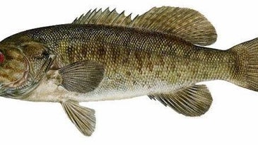 USGS Researchers: Male Bass Are Developing Female Reproductive Traits