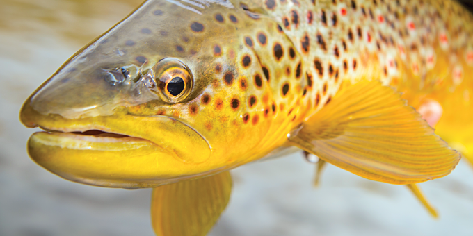 Top Trout Guides Share Their Tips, Tricks, and Insight