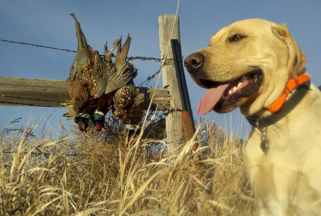 Wife and kids wanted to take a nap after the day's festivities so Mav and I headed out for walk to burn off some holiday food. Great way to spend a couple of hours with my young pup. He put all of these birds in the air plus a couple that I let get away with warning shots.