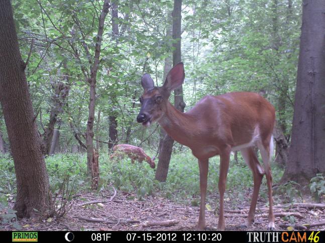 This doe has lost an eye. This trail camera photo shows blood on each side of the eye. The eye cavity is filled with white pus. I post another photo earlier in the trophy room of her but it was not as good as this photo. Click on the enlarged button under the photo and check out this horrible injury. That is her fawn in the background.