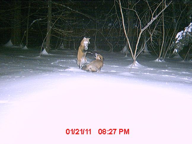 This year the northeast received a ton of snow during January, and food was scarce for many of the critters in the woods. I had a salt lick and some other baits set up in front of the camera buried under the blanket of snow. I was lucky enough to get a shot of these two foxes as they fought over the free meal. The timing is one in a million! this shot alone made my cam purchase worthwhile.