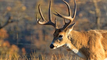 Study: Lunar Phases Don’t Affect Deer Movement