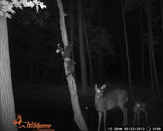 I am 12 years old. I got a game camera for Christmas and check it often. I was excited to find this picture of a baby deer with it's momma and 2 baby racoons and a mother racoon.