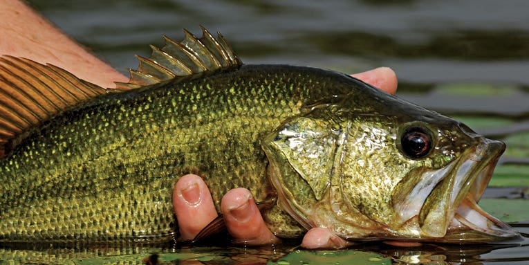 Hook More Bass, Trout, and Pickerel With In-Line Spinners