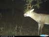 buck caught on trail cam