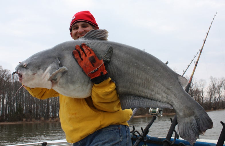 <strong>MOST BULGING BELLIES</strong> are anything but pretty, except in the world of blue catfish, where obesity is beautiful. I know first-hand from a recent day on Virginia's James River, which may be the hottest river in the country for trophy blue cats. Non-native blues have been in this big tidal flow since 1971, but they didn't start drawing attention until the mid 90s, when bigger fish started showing up on anglers' hooks. Full-time Guide Chris Eberwien began fishing the river in the early 90s, just ahead of the popularity surge. "When you'd catch a 35-pounder at that time, it was a really big deal," Eberwien said. For comparison, our five biggest fish during my recent trip to the river totaled 244 pounds. Eberwien seemed pleased, but even that catch wasn't anything special, though our biggest cat weighed 61 pounds. "I can't seem to break the 83-pound mark," Eberwien lamented. He's had four that heavy in his boat during his career. Seems like it's only a matter of time, though, before he bests his own mark, maybe with a new state record, or even a century-mark fish. Eberwien didn't make bold promises when he asked the size of my biggest cat --about 40 pounds--but I'm confident he knew that I'd catch one bigger. It didn't take long; I broke my personal best about 10:30 that morning, when I caught a 44-pounder. And that was before we found the big ones.