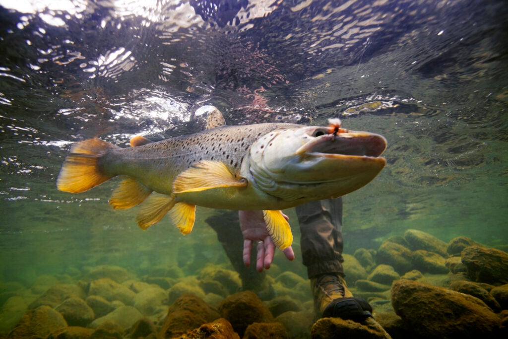 The fins of this 6-pound brown trout, caught on a Royal Wulff this January in the Nevis River, seem to glow gold in the underwater light. The Nevis is a tributary of the Kawarau River, where a major gold rush erupted in the 1860s. Spikes in the price of gold continue to bring prospectors to the river even now. The Nevis received more attention in 2008, when the Otago Fish and Game Council challenged a Water Conservation Order that allowed energy companies to divert sections of the river and build hydroelectric dams. Two years later, a Special Tribunal ruled to prohibit these projects for a number of reasons, including the need to protect native fish populations and angling waters.<br />
<strong>Location:</strong> Otago, New Zealand<br />
<strong>Issue:</strong> May, 2011<br />
<em>Photo by Andy Anderson</em>