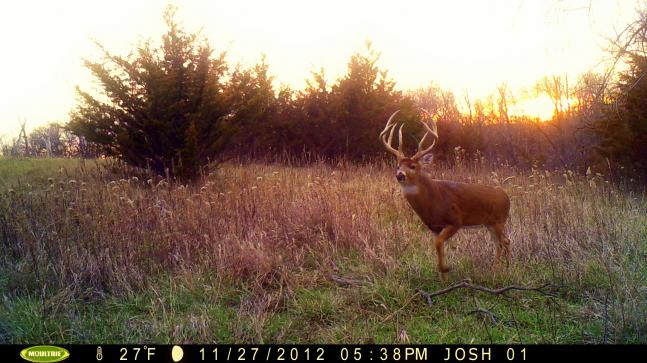 This Iowa brute has been relatively visible in the last months, but we haven't been able to capture him on camera....until now. Most our encounters have taken place at least 100yds away. Its nice to finally get a close up of this incredible deer. Hopefully the shotguns don't get him.