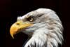 profile view of an american bald eagle