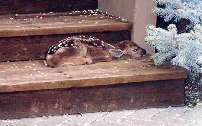 <strong>Clever Camo</strong><br />
An Oregon doe reportedly left this fawn on a porch step littered with apple blossom petals--an ingenious and very effective camouflage for her dappled newborn. True or false?
