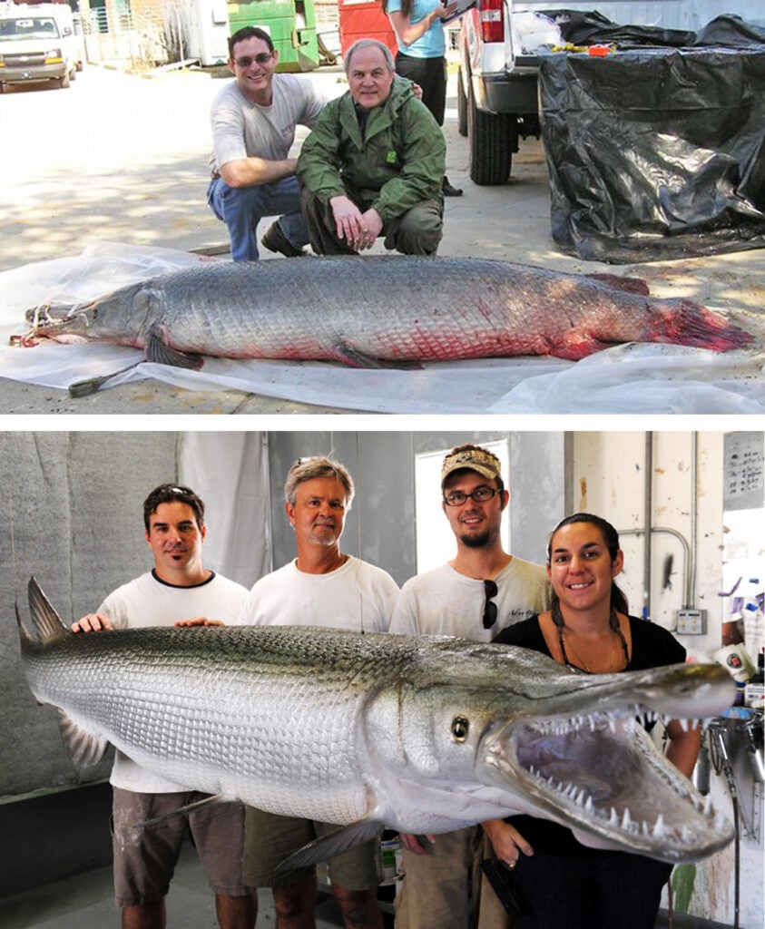 <strong>Last year we brought you</strong> the amazing story of Vicksburg, Miss. commercial fisherman <a href="https://www.fieldandstream.com/world-record-gar-alligator-gar-monster-huge-mississippi/">Kenny Williams and his 327-pound world-record alligator gar</a>. With a fish that large, not just any taxidermist would do, so the prehistoric behemoth was sent to world-renowned <a href="http://www.newwavetaxidermy.com/">New Wave Taxidermy</a> in Stuart, Fla. Here are the photos of Kenny Williams' once-in-a-lifetime catch, both during and after the process of transforming it from a 300-pound hunk of flesh into a work of piscatorial art.