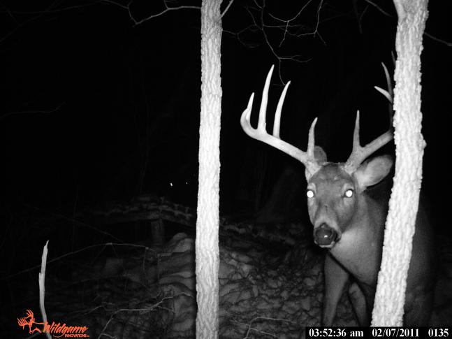 Picture was taken in February in Northeast Iowa 50 yards behind my house.